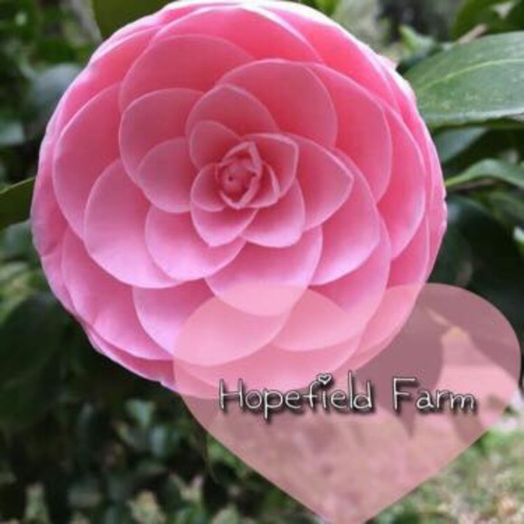 hopefieldfarm